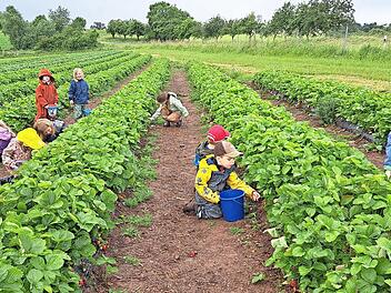 Fleißig gepflückt und genascht haben die Kinder der Waldgruppe aus dem Kindergarten Sonnenschein Altengronau auf dem Erdbeerfeld von Familie Müller in Modlos.