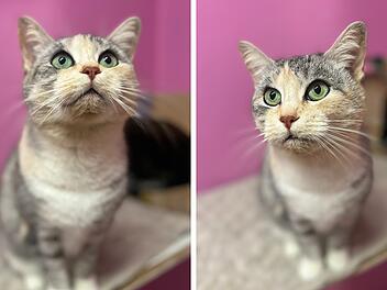 Tierheim Erlangen wegen Katze Pünktchen irritiert - "warum?"