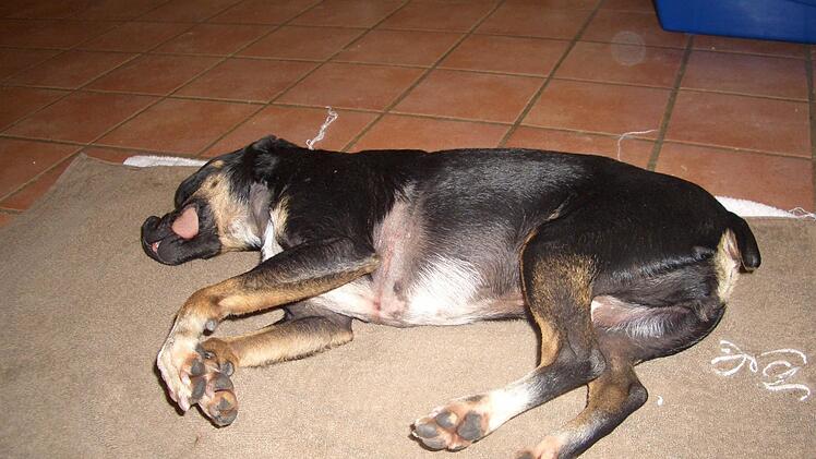 Der tote "Phantom-Hund".