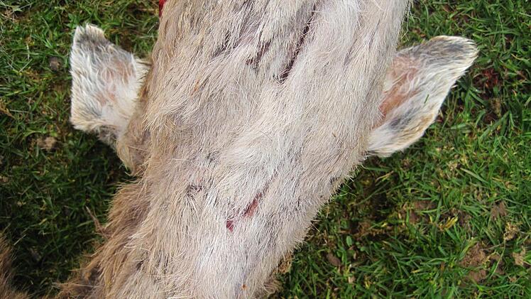 Drosselbiss bei einem Tier im Dammwildgehege von Familie Karg. Foto: Sautter