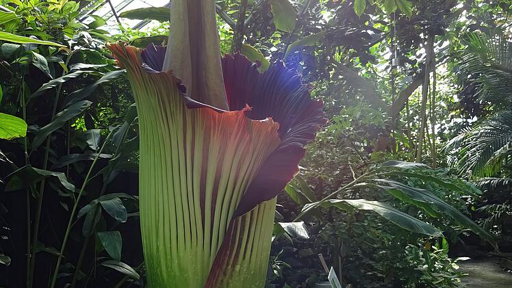 Der Titanenwurz. Foto: Ökologisch-Botanischer Garten der Universität Bayreuth