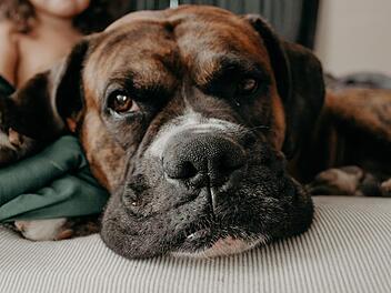 Die italienische Dogge kam mit dem Schrecken davon. Symbolbild: Vanessa Serpas/unsplash.com