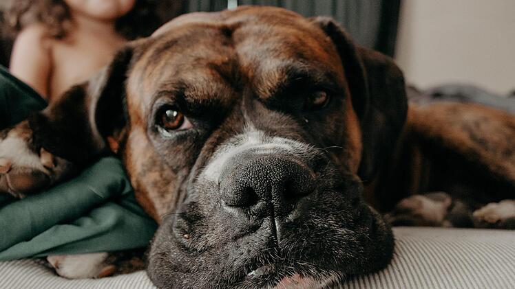 Die italienische Dogge kam mit dem Schrecken davon. Symbolbild: Vanessa Serpas/unsplash.com