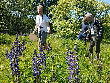 Linus Krämer von der UNB und Oskar Jungklaus sowie Oswald Türbl vom BN begutachten die Flächen, auf denen Lupinen in der Rhön entfernt werden sollen. Foto: Elisabeth Assmann
