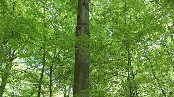 Die Buche dominiert den Steigerwald. Um ihren Schutz geht es bei der Frage Nationalpark ja oder nein.  Foto: Barbara Herbst