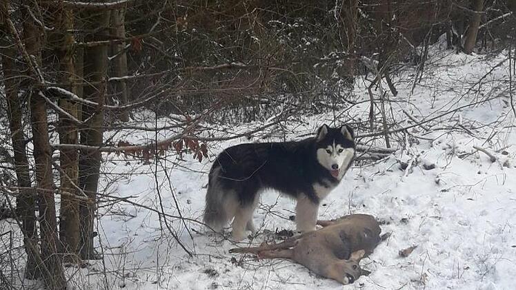 Der Unfallverursacher und seine "Beute":  Ein wildernder Husky jagte am Dienstag im Staatswald bei Oehrberg ein Reh vor ein Auto. Das Reh verendete nach der Kollision. Foto: Arnulf Schöberl