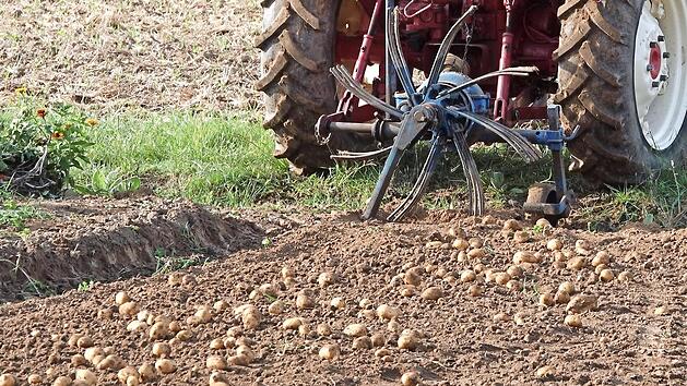 Heute übernehmen Traktoren einen großen Teil der Arbeit bei der Kartoffelernte.  Fotos: Roland Schönmüller