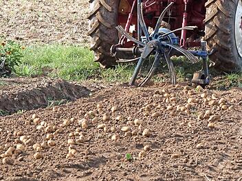 Heute &uuml;bernehmen Traktoren einen gro&szlig;en Teil der Arbeit bei der Kartoffelernte.  Fotos: Roland Sch&ouml;nm&uuml;ller