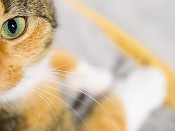 Katze