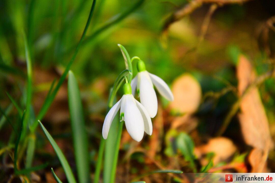 Der Frühling in Franken in Bildern
