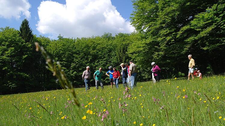 Auch auf mageren Wiesen "Am Bornhag" finden sich viele - teils seltene - Pflanzen. Foto: Stephanie Elm