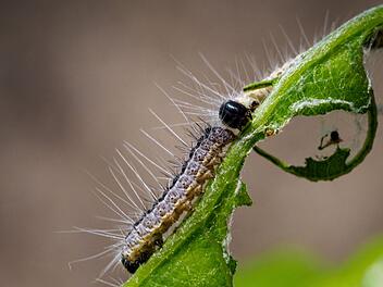 Bamberg: Es geht wieder los mit dem Eichenprozessionsspinner - Stadt warnt