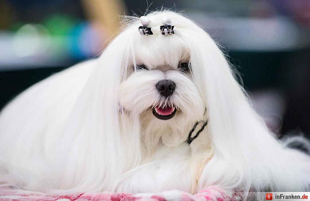 Internationale Rassehunde-Ausstellung «Cacib» in Nürnberg
