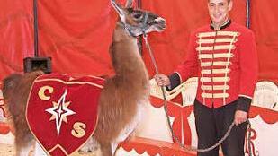 Felix (24) führt das Lama in die Manege - der Zirkus Renado hat ein Mini-Pferd, Lamas, Alpakas, Burenziegen, Pferde, einen gesscheckten Esel und einen gefleckten Hund dabei