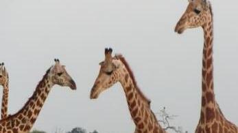 Masaigiraffen, fotografiert im  Nationalpark Tsavo Ost. Günther Schneider