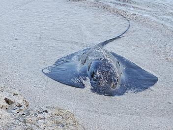 Rochenstrandungen geben Experten in Spanien Rätsel auf