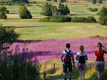 Die Weidenröschen sind ein beliebtes Fotomotiv bei Wanderern in der Rhön.Heike Beudert