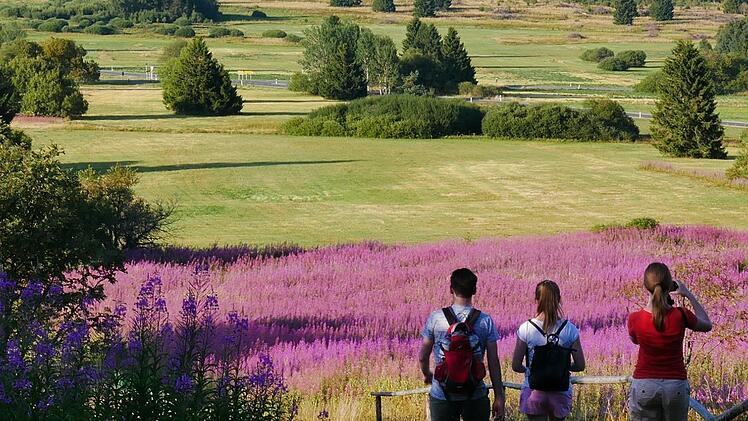 Die Weidenröschen sind ein beliebtes Fotomotiv bei Wanderern in der Rhön.Heike Beudert