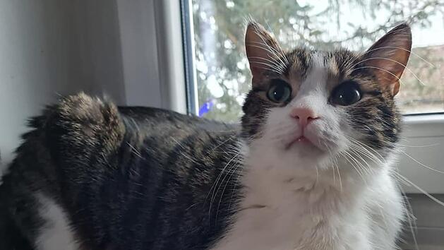 Tierheim Pfaffengr&uuml;n: Kater "Maxi" vor Sehnsucht fast verhungert - Tier&auml;rztin k&auml;mpfte um sein Leben