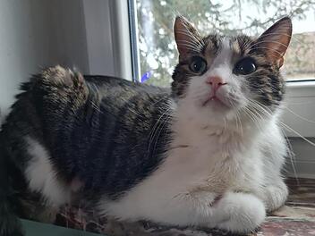 Tierheim Pfaffengrün: Kater "Maxi" vor Sehnsucht fast verhungert - Tierärztin kämpfte um sein Leben