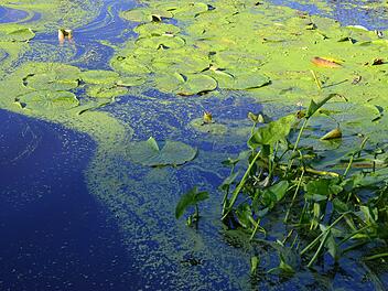 Kleiner Dutzendteich: In N&uuml;rnberger See gibt es Blaualgen-Befall - das Baden soll unterlassen werden