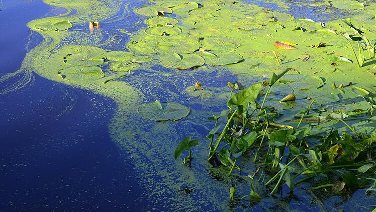 Kleiner Dutzendteich: In N&uuml;rnberger See gibt es Blaualgen-Befall - das Baden soll unterlassen werden