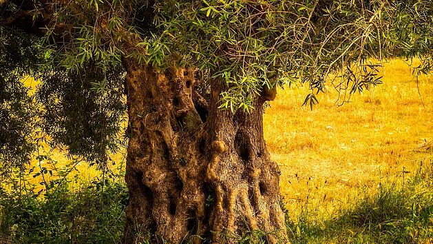 Der knöcherne Stamm ist charakteristisch für den Olivenbaum.