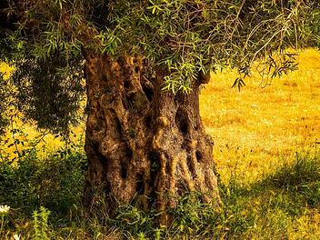 Der knöcherne Stamm ist charakteristisch für den Olivenbaum.