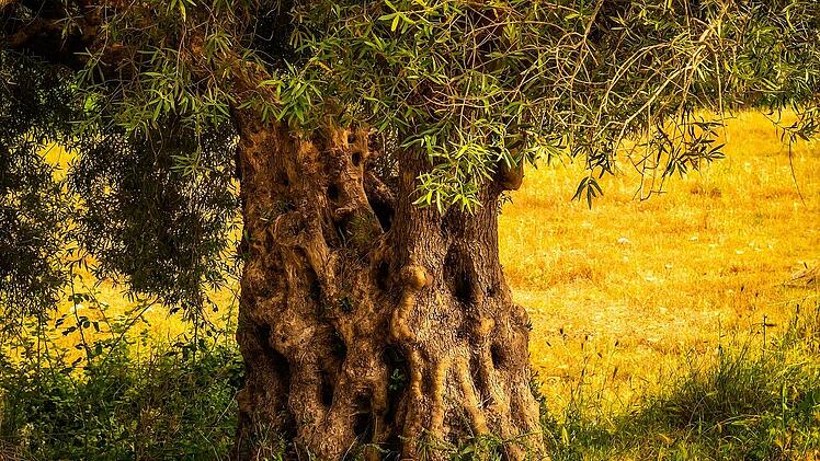 Der knöcherne Stamm ist charakteristisch für den Olivenbaum.