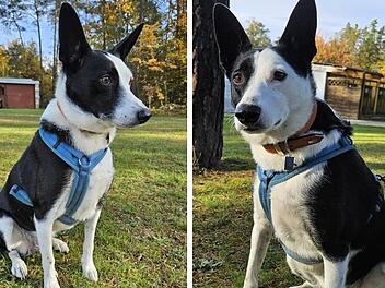 Tierheim Nürnberg: Hund Lucky (5) musste sein Zuhause verlassen - Wer bietet ihm eine neue Familie?