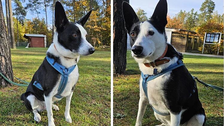 Tierheim Nürnberg: Hund Lucky (5) musste sein Zuhause verlassen - Wer bietet ihm eine neue Familie?