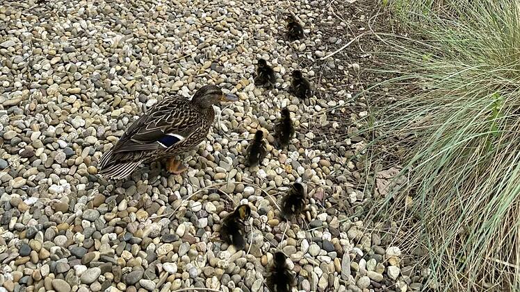 Tierheim Nürnberg hilft aus - "ungewöhnlicher Rettungsdienst" am Klinikum