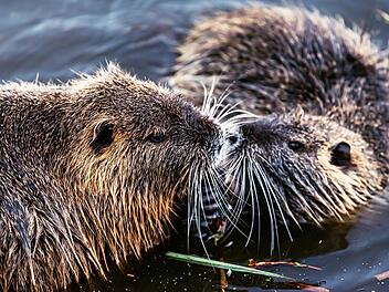 Streit um den Biber in Bayern