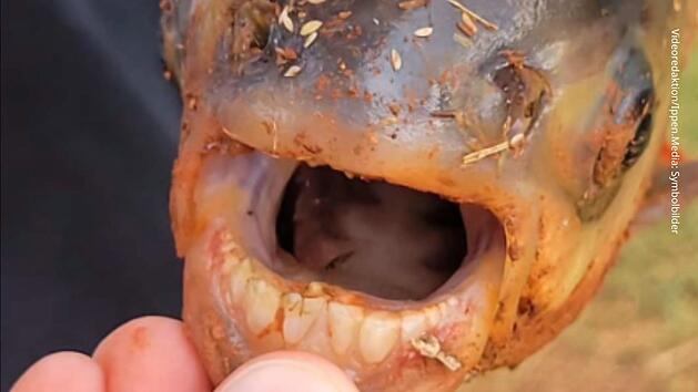 Oklahoma: Skurriler Fang - Elfj&auml;hriger zieht Fisch mit menschlichen Z&auml;hnen aus Dorfteich
