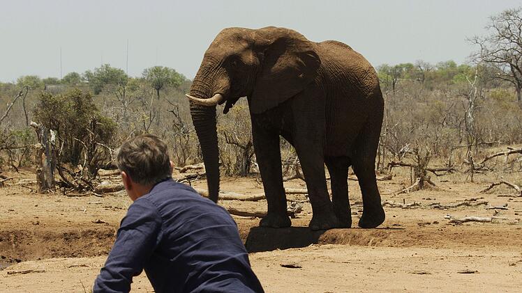 Wilde Elefanten sah Dirk Steffens zum ersten Mal vor 35 Jahren. Noch immer mache ihn ihr Anblick heute genauso gl&uuml;cklich.