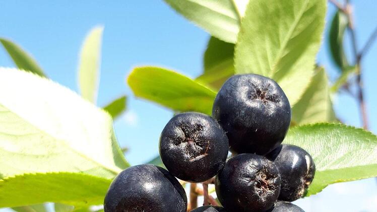 Erntereife Beeeren auf Roland Dömlings Plantage Roland Dömling
