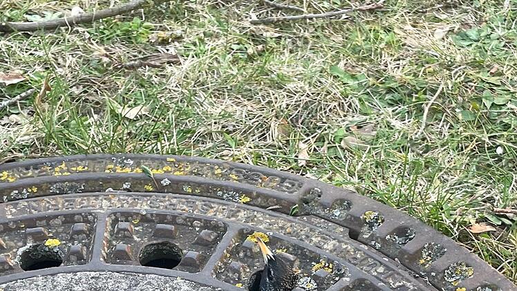 Bubenreuth: Feuerwehr rettet Vogel "aus misslicher Lage"