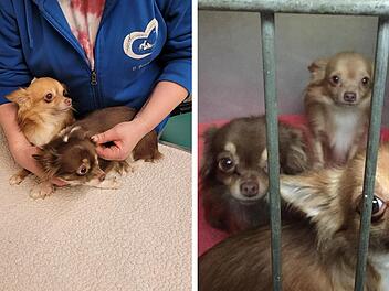 Tierheim Nürnberg: 19 Hunde aus Wohnung sichergestellt - sie sind völlig traumatisiert