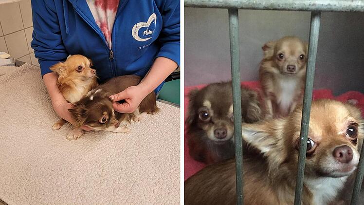 Tierheim Nürnberg: 19 Hunde aus Wohnung sichergestellt - sie sind völlig traumatisiert