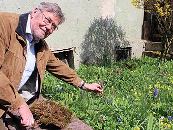 Bernd K. Otto zeigt die Schachblumen in seinem Garten an der Sinn, unweit des Schlosses von Zeitlofs, wo die Ausbreitung der Schachblume vermutlich ab 1600 begann. Foto: Julia Raab