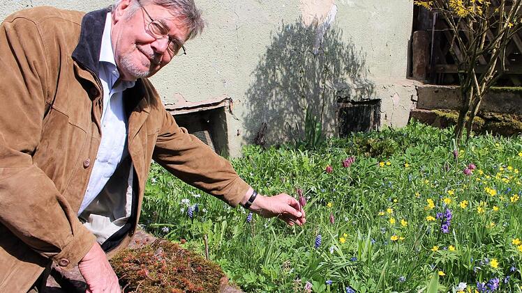 Bernd K. Otto zeigt die Schachblumen in seinem Garten an der Sinn, unweit des Schlosses von Zeitlofs, wo die Ausbreitung der Schachblume vermutlich ab 1600 begann. Foto: Julia Raab
