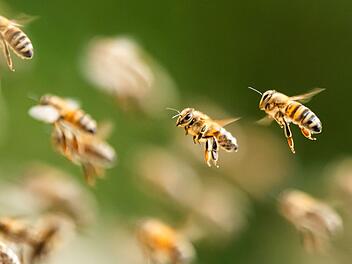Bienenschwarm &uuml;berf&auml;llt italienischen Strand