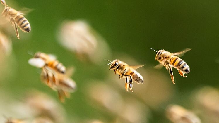 Bienenschwarm &uuml;berf&auml;llt italienischen Strand