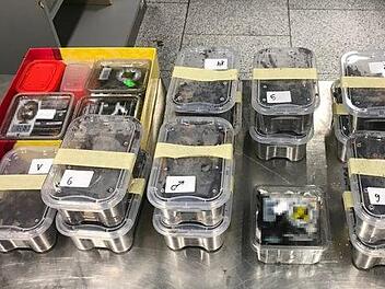 An einem Flughafen in Nordrhein-Westfalen machten Kontrolleure vom Zoll einen kuriosen Fund. Rund 22 Spinnen befanden sich im Gepäck eines 48-Jährigen. Foto: Zoll Düsseldorf