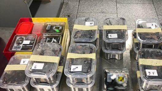 An einem Flughafen in Nordrhein-Westfalen machten Kontrolleure vom Zoll einen kuriosen Fund. Rund 22 Spinnen befanden sich im Gepäck eines 48-Jährigen. Foto: Zoll Düsseldorf