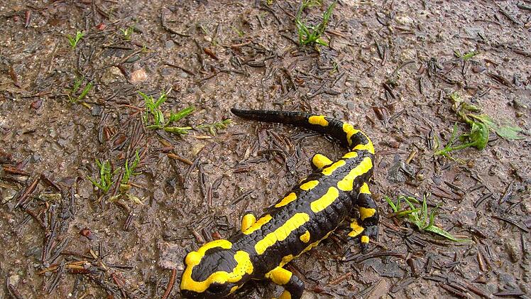Der Feuersalamander kommuniziert über seine grellen Warnfarben: "Vorsicht, ich bin giftig!".