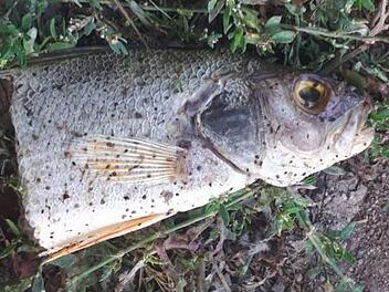 Unbekannte haben an der Aisch in H&ouml;chstadt wild geangelt. Vertreter des Fischereivereins fanden am Flussufer etliche Reste von Fischen. Die Profiangler wollen nun st&auml;rker kontrollieren. Fotos: Paul Neud&ouml;rfer/privat