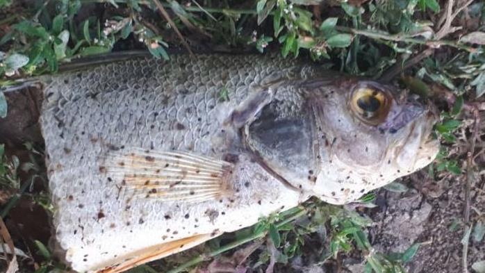 Unbekannte haben an der Aisch in H&ouml;chstadt wild geangelt. Vertreter des Fischereivereins fanden am Flussufer etliche Reste von Fischen. Die Profiangler wollen nun st&auml;rker kontrollieren. Fotos: Paul Neud&ouml;rfer/privat