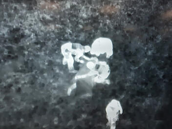 Vermisster schwer unterkühlt in Gebüsch gefunden Vermisster schwer unterkühlt in Gebüsch gefunden