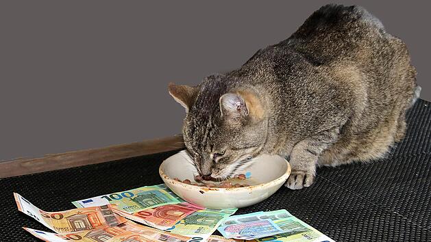 Kater Leo hat ein sorgenfreies Leben, obwohl sein Katzenfutter und demnächst auch die Tierarzt-Rechnung in die Höhe gehen. Foto: Dieter Britz